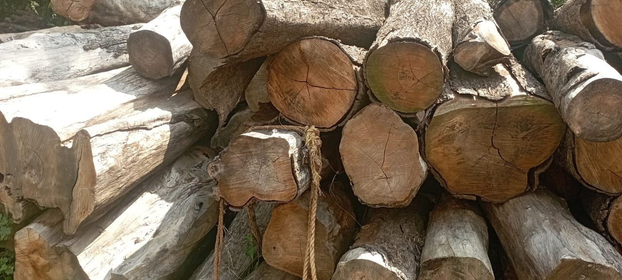 Pillaimaruthu Logs